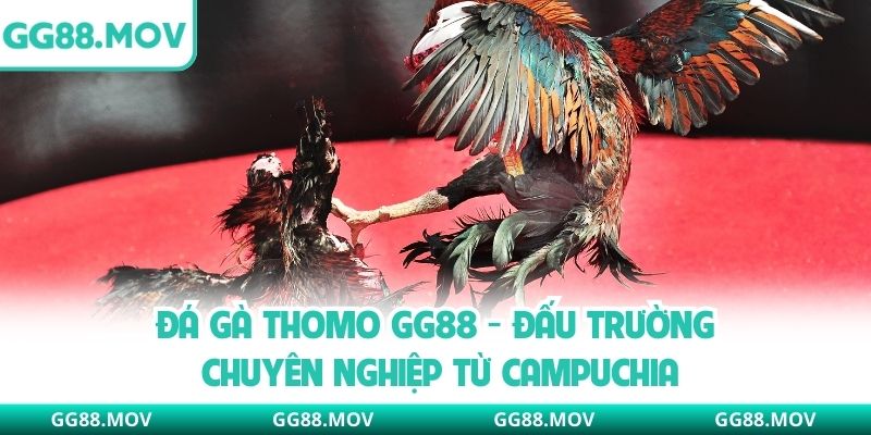 Đá Gà Thomo GG88 - Đấu Trường Chuyên Nghiệp Từ Campuchia
